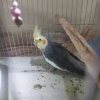 عروس هلندی نر بالغ