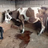 گاو وگوساله|حیوانات مزرعه|پلدختر, |دیوار