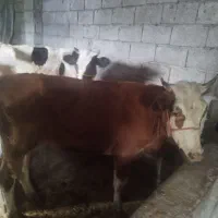 لیشه