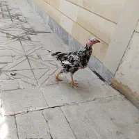 مرغ لاری تخم گذار|حیوانات مزرعه|کرمانشاه, |دیوار