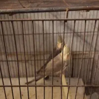 جفت عروس هلندی با قفس و لوازم