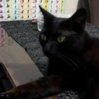 گربه مشکی ۳ ساله