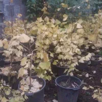 فروش گیاه ژینکو|گل و گیاه طبیعی|رحیمآباد, |دیوار