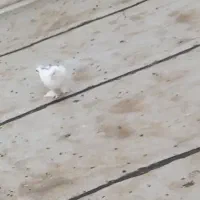 کبوتر|پرنده|کامیاران, |دیوار