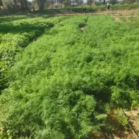 سبزی گشنیز و شوید|خوردنی و آشامیدنی|جیرفت, |دیوار