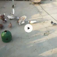 کود کفتر