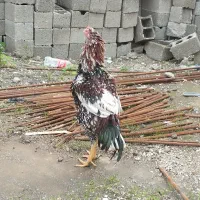 خروس لاری تاج و تخت|حیوانات مزرعه|آستارا, |دیوار