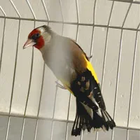 سهره شاه تخم متولد قفس  قناری