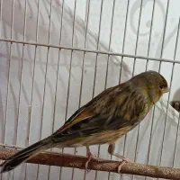 قناری دارچینی سرخ مستخون و سهره خاکی