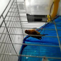 قناری|پرنده|تویسرکان, |دیوار