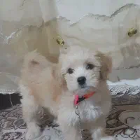واگذاری سگ خونگی و مودب