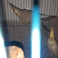 عروس هلندی|پرنده|اهواز, کوی مندلی(سه راه خرمشهر)|دیوار