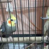 یک جفت عروسی هلندی|پرنده|تهران, افسریه شمالی|دیوار