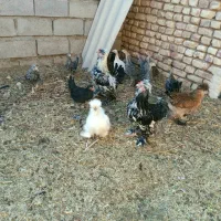 مرغ گلین کرچ با جوجه|حیوانات مزرعه|شهرآباد, |دیوار