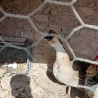 قو غاز نر ماده