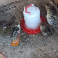 بوقلمون با ۱۳ عدد جوجه بوقلمون