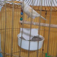 قناری ماد مست