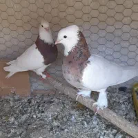 کبوترطوقی کاکل پاپر زیبا