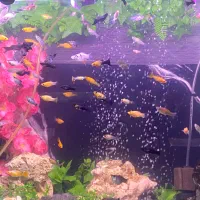 ماهی تزعینی