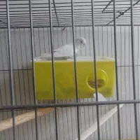 مرغ عشق انگلیسی ریبنو