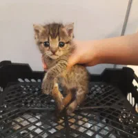 واگذاری دو عدد بچه گربه