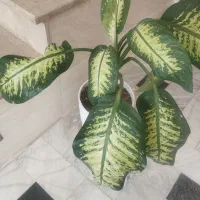 گل دیفن باخیا باگلدان سرامیکی زیبا
