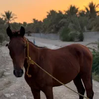 کره اسب نریان