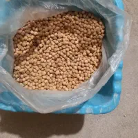 نخودوعدس محلی