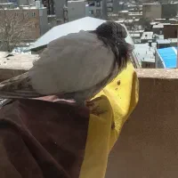کفتر