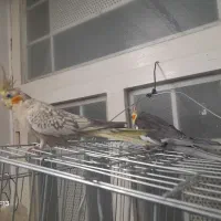 یک جفت مرغ عروس بالغ