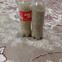 بذر|گل و گیاه طبیعی|کوهدشت, |دیوار