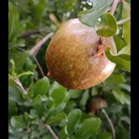 فروش-باف-در-کهک