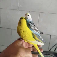 فروش مرغ عشق