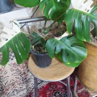 انجیری ابلق زیبا پربرگ