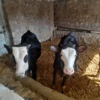 گوساله ماده ونر