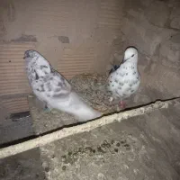 کبوترپرشی|پرنده|پاکدشت, پاکدشت (مامازند)|دیوار