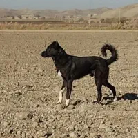 مژدگانی گمشده