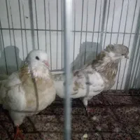 چند جفت کفتر ناب|پرنده|پارس‌آباد, |دیوار