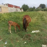 اسب ماده با کره نر|اسب و تجهیزات اسبسواری|آزادشهر, |دیوار