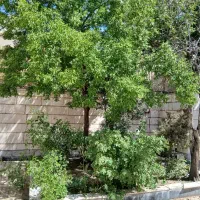 ویلایی کلنگی دونبش در بهترین نقطه فلسطین