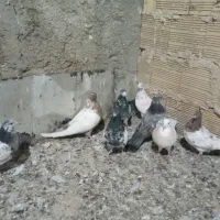 کبوترفروشی|پرنده|فامنین, |دیوار