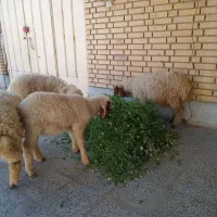 گوسفند نر سالم و سرحال 4 درابوحمیظه