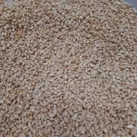 گندم تمیز سرخ ریز