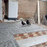 کله ماستی عتیقه