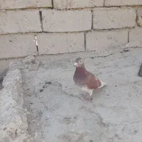 بور مگس ماده