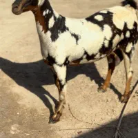 حیوونای اصیل|حیوانات مزرعه|تربت جام, میان جام|دیوار