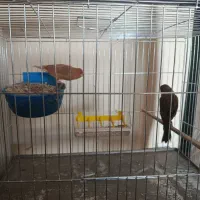 جفت قناری نر سوخته ماده چقندری