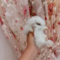 بچه خرگوش لوپ هلندی اصیل و خوکچه هندی فشن موبلند|موش و خرگوش|تهران, تهرانپارس شرقی|دیوار