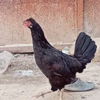 مرغ سیاه