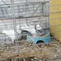 کبوترطوقی|پرنده|سمنان, |دیوار